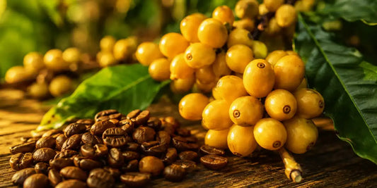 café Bourbon Amarelo cereja e grãos torrados