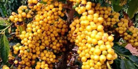 Conheça o café catuaí amarelo