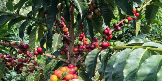 Conheça o café Caturra