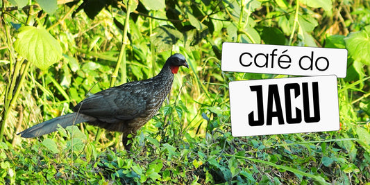 Jacu, ave da Mata Atlântica responsável pela seleção natural dos grãos do café do jacu, em meio à vegetação