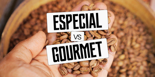 Mão segurando grãos de café torrados com texto Especial vs Gourmet sobre imagem de peneira com grãos ao fundo