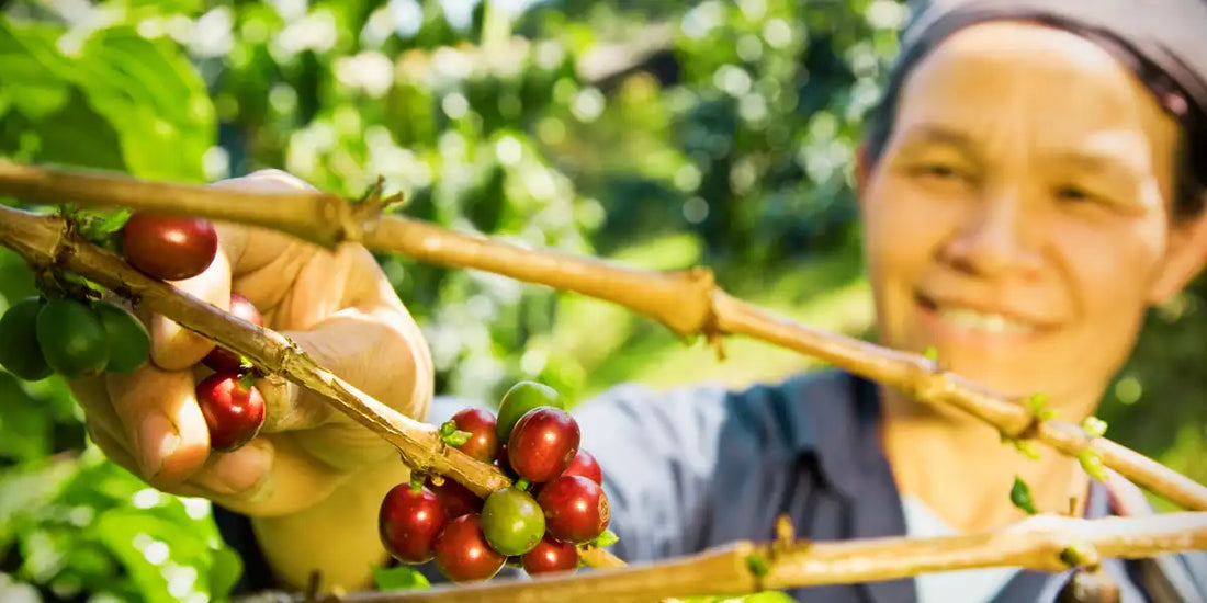 Produtora de café sorrindo enquanto colhe grãos maduros à mão na lavoura, representando a origem do café de comércio justo
