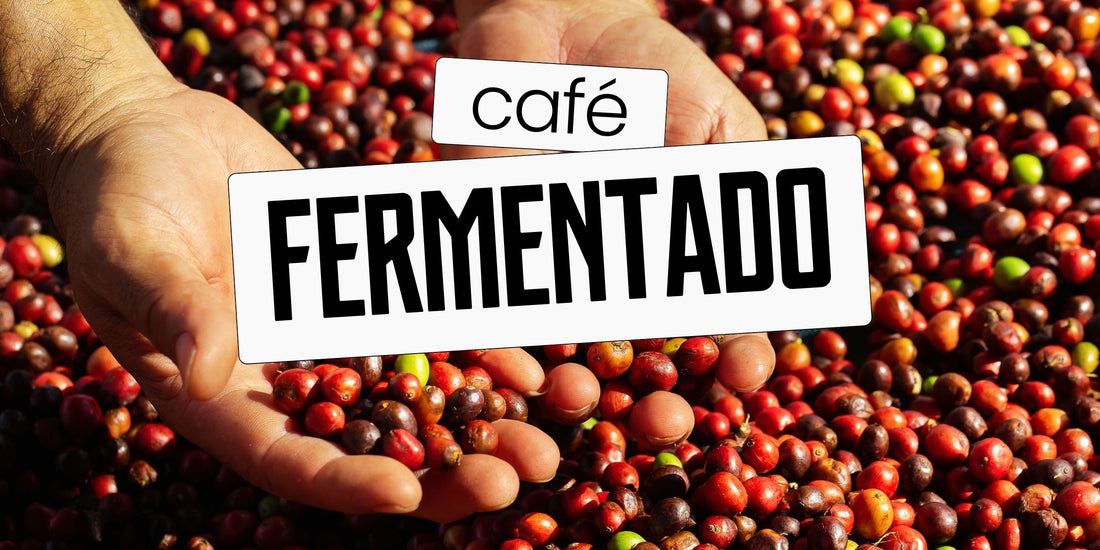 Mãos segurando cerejas de café maduras em diferentes estágios de maturação, prontas para o processo de fermentação