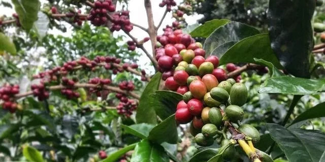 Café Geisha: Características, Preço e Por Que é Tão Especial