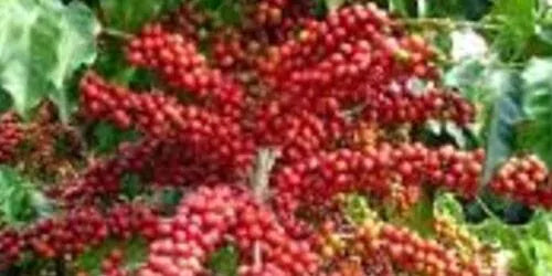 Café Catuaí Vermelho vs Amarelo: Diferenças e Características