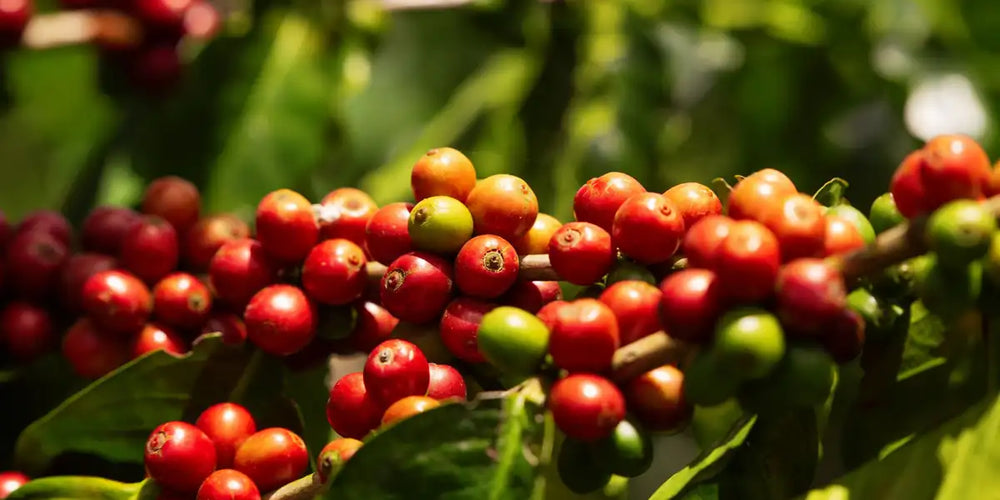 Cerejas de café arábica maduras no pé, com frutos vermelhos e verdes entre folhas