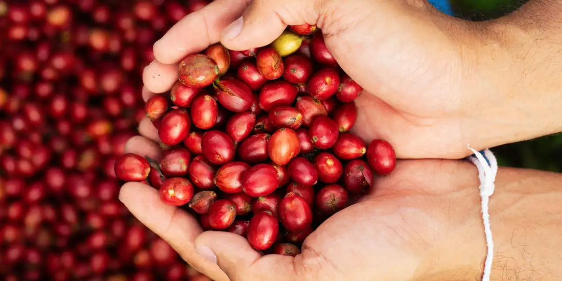 Mãos segurando cerejas vermelhas de café Catuaí Vermelho recém-colhidas