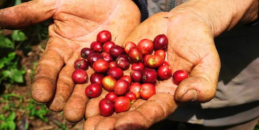 Mãos de trabalhador rural segurando cerejas de café arábica recém-colhidas