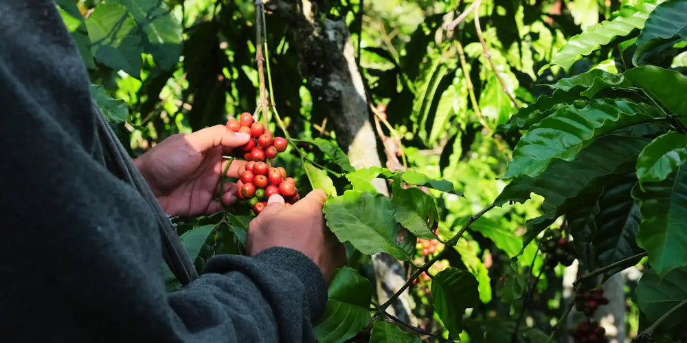 Mãos colhendo cerejas de café vermelhas e maduras diretamente no cafeeiro durante a colheita seletiva