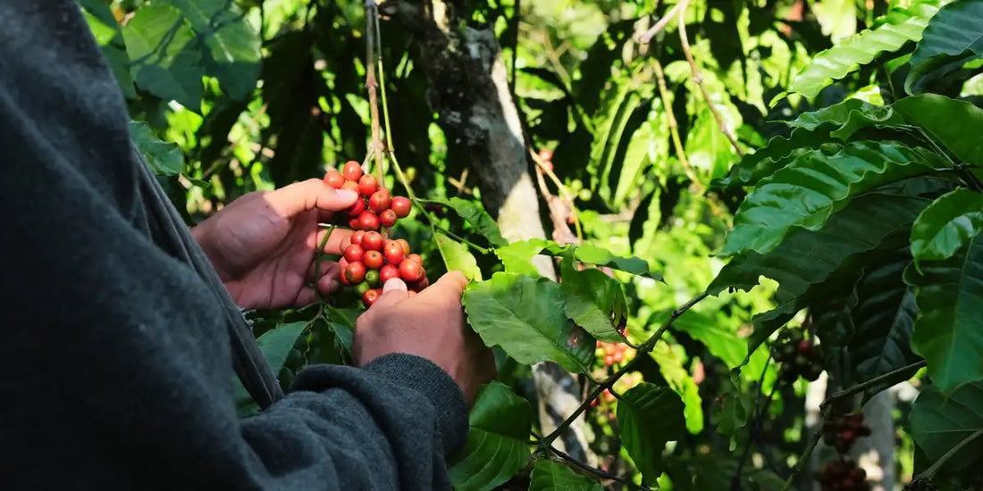 Mãos colhendo cerejas de café vermelhas e maduras diretamente no cafeeiro durante a colheita seletiva