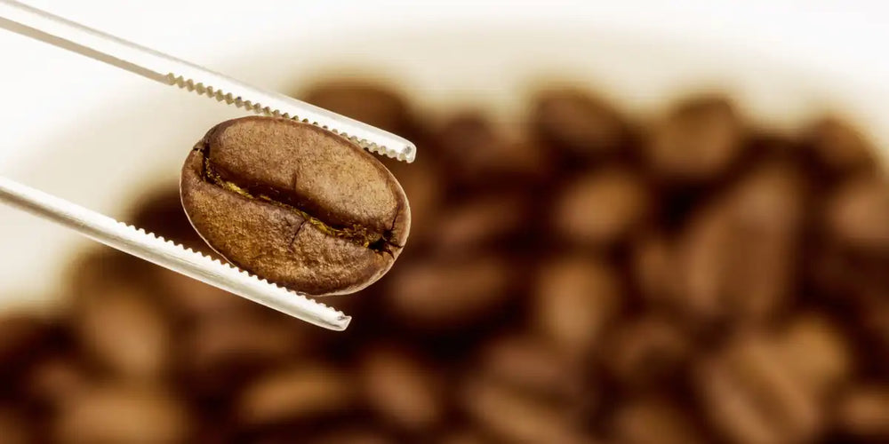 Grão de café torrado segurado por pinça para inspeção de qualidade
