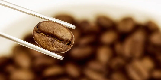 Grão de café torrado segurado por pinça para inspeção de qualidade