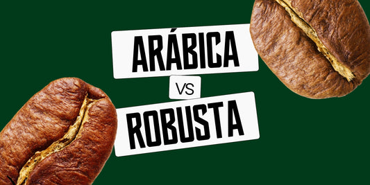 Comparação visual entre um grão de café arábica, com formato ovalado, e um grão de café robusta, mais arredondado