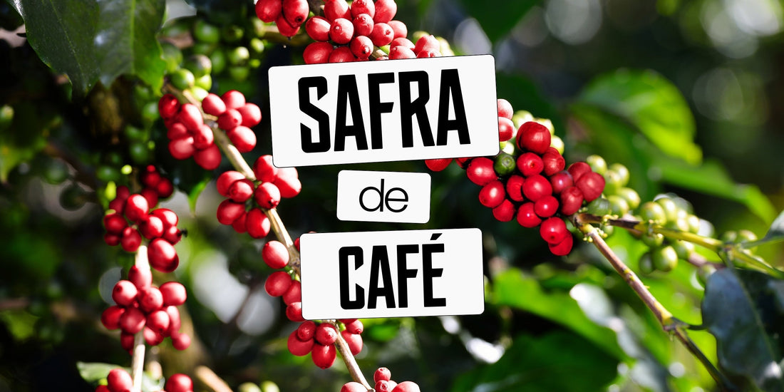 Safra de café afeta o sabor e a qualidade? Descubra!