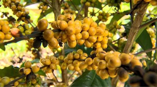 imagem de uma plantação de café bourbon amarelo