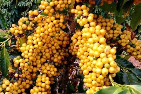 imagem de uma plantação de café catuaí amarelo