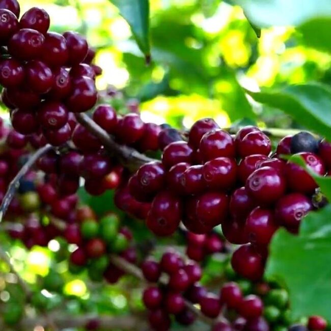 plantação de café Topázio