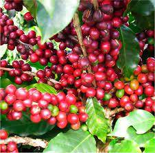 imagem de uma plantação de café acaiá