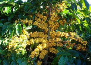 imagem de uma plantação de café catucaí amarelo