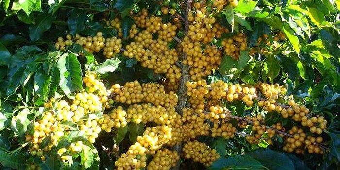 imagem de uma plantação de café catucaí amarelo