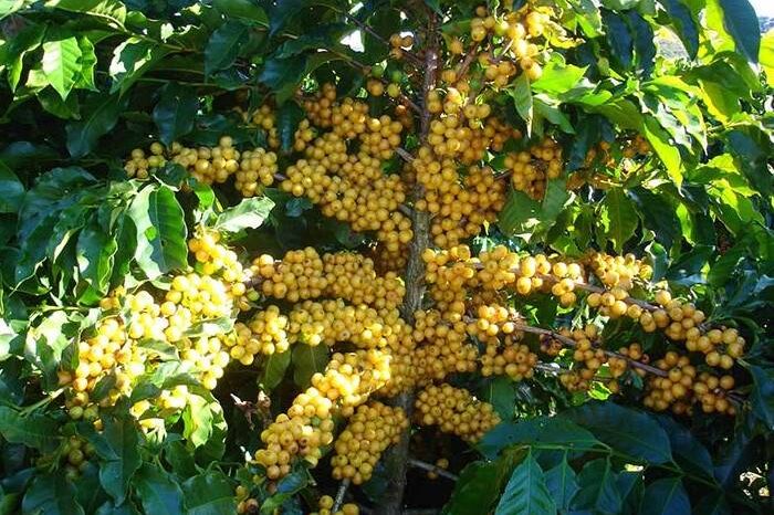 imagem de uma plantação de café catucaí amarelo