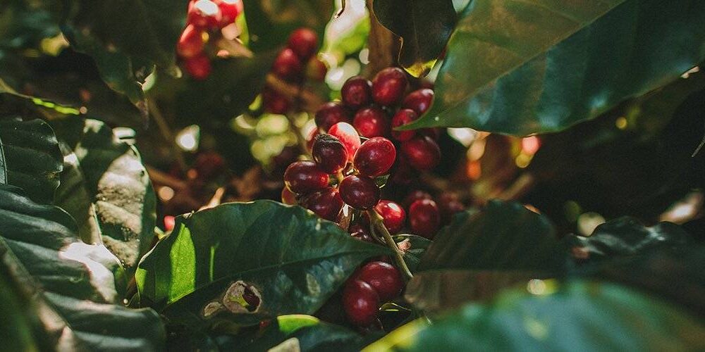 imagem de uma plantação de café Bourbon