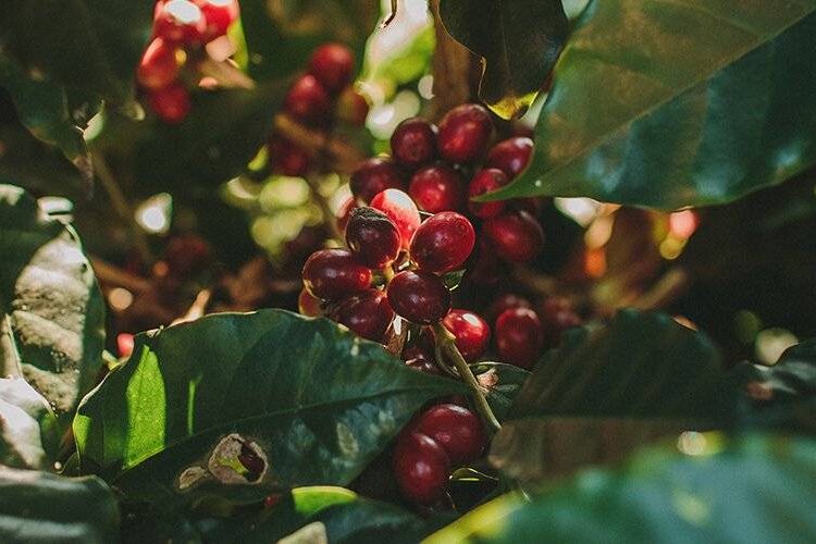 imagem de uma plantação de café Bourbon