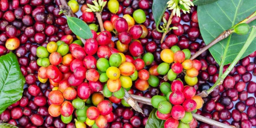 imagem de uma plantação de café Catuaí